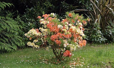 Irland: Bunte Rhododendronpracht in Derreen Gardens