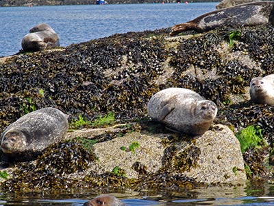 Irland: Robben sonnen sich auf einer Felseninsel, die man auf dem Weg nach Garinish Island (Ilnacullin) passiert