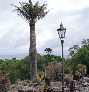 Irland: 11 Tonnen wiegt diese chilenische Palme, die nun in Kells Bay Garden in die Höhe schießt
