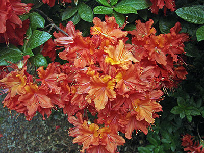 Irland: Die feurige Blüte eines Rhododendron