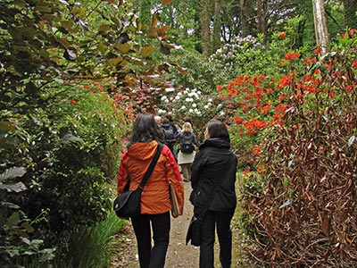 Irland: Unterwegs zwischen Rhododendren