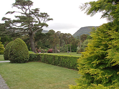 Irland: Monterey-Kiefern gehören wie Zypressen zum Bild der Parklandschaft von Muckross House