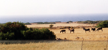 Wilde Esel, Nordzypern
