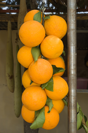 Frisc h vom Baum gepflückte Orangen, Zitronen und Pampelmusen am Wegesrand bei Güzelyurt