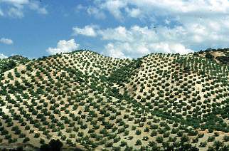 Olivenbäume bei Priego de Cordoba