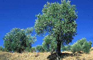Olivenbäume bei Grazalema, Andalusien
