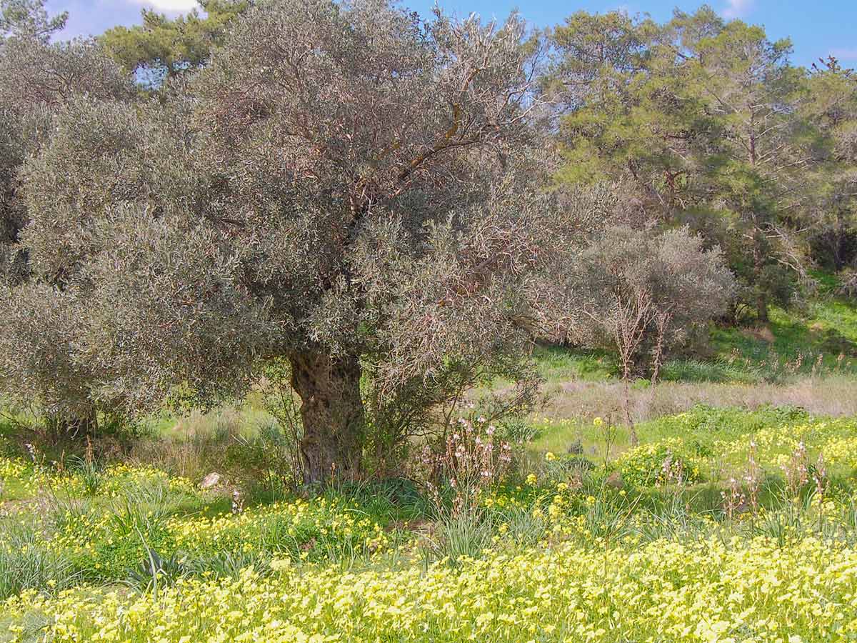 Olivenbaum