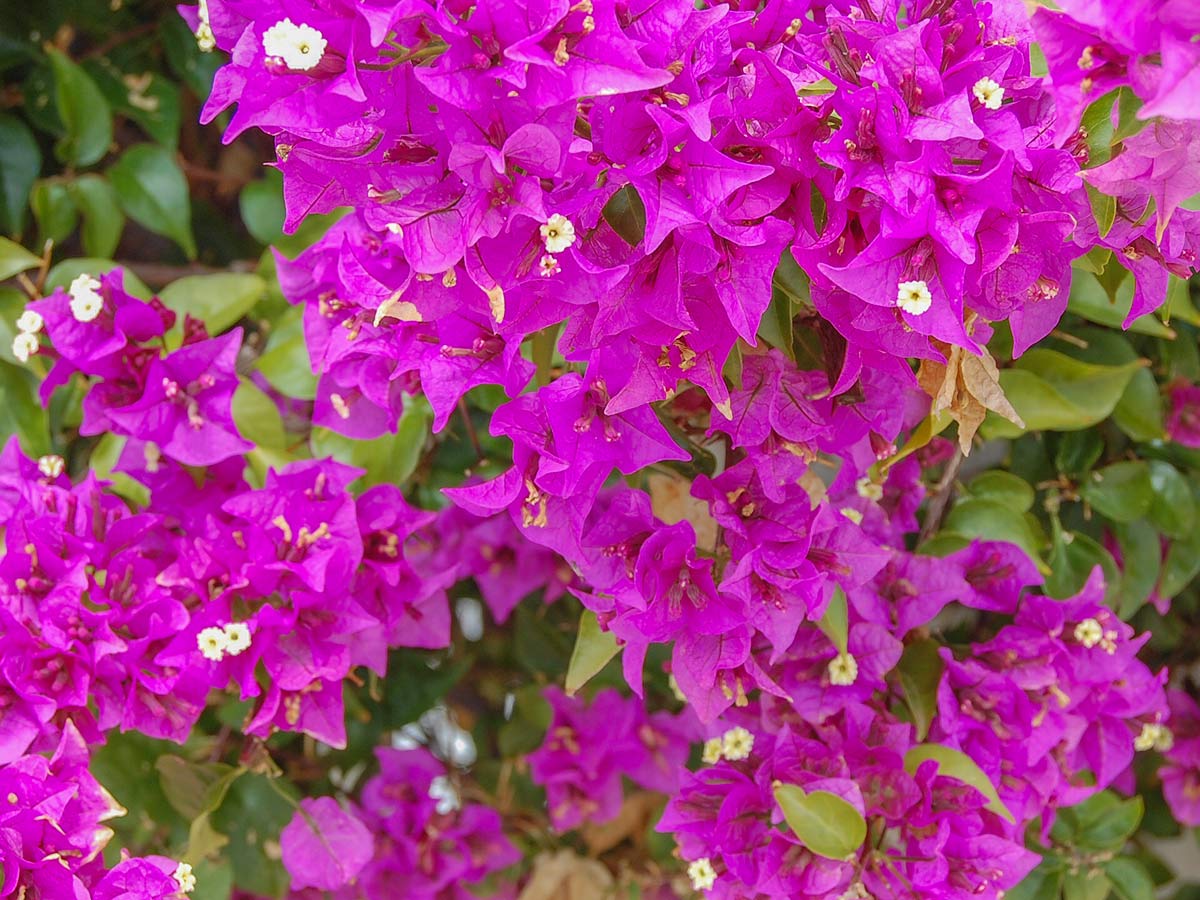 Bougainvillea