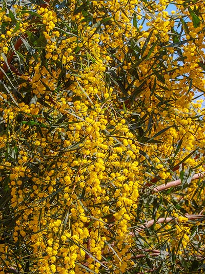 Mimosen, Besparmak