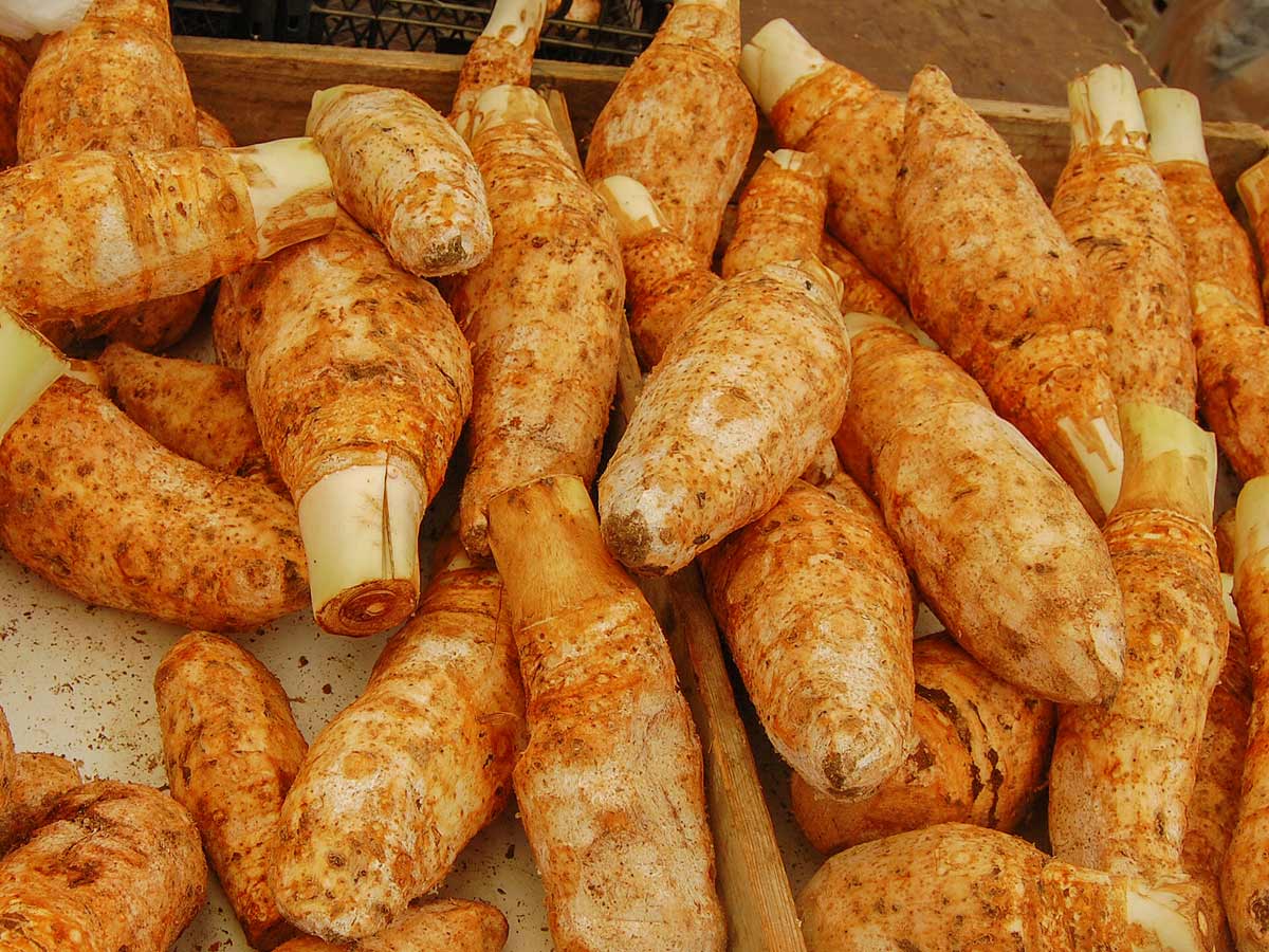 Kolokaz