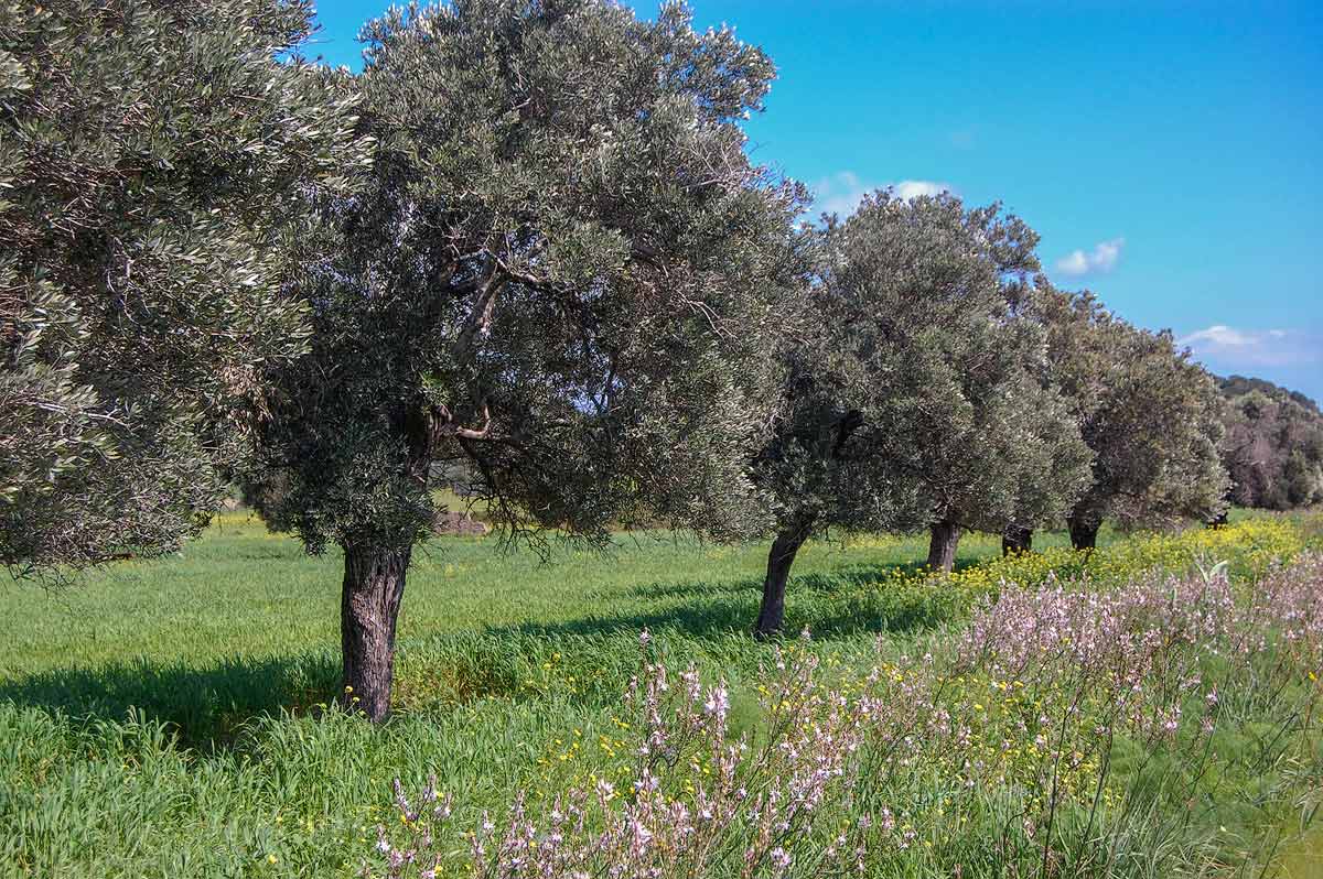Olivenbaum