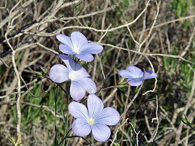 Frankreich - Provence - Blauer Lein