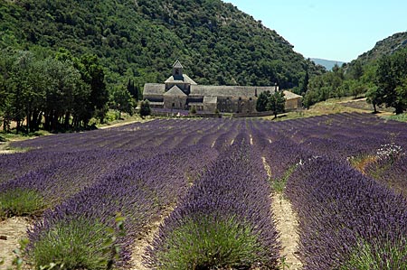 Provence - Gordes - Lavendel