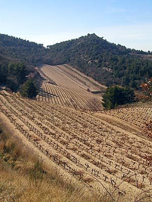 Provence - Cote du Rhone - Weinberg