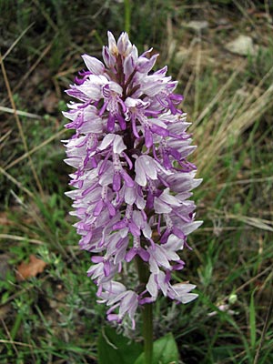 Frankreich - Hochprovence - wilde Orchideen