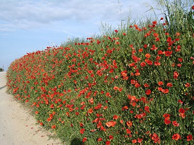 Frankreich - Hochprovence - Blumen am Wegesrand