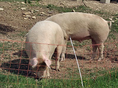 Frankreich - Hochprovence - Landschweine