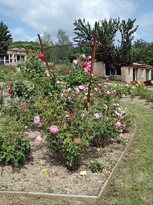 Frankreich - Provence - Rosengarten von Thomassine