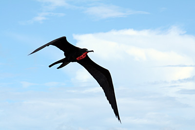 Barbuda - Fregattvogel