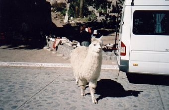 Argentinien Nubes Lama