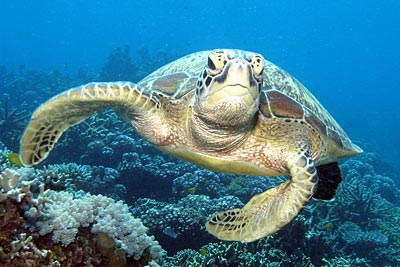 Aruba - Meeresschildkröte