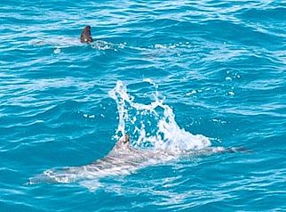 Australien / spielende Delfine