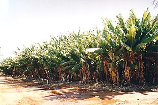 Australien / Carnarvon / Bananenplantage