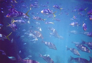 Australien / Coral Bay / Fische