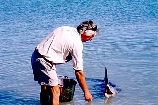 Australien / Delfin-Fütterung
