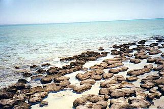 Australien / Hameline Pool / Stromatoliten