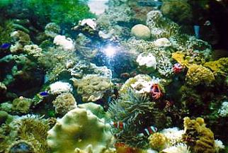 Australien / Unterwasserwelt