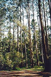 Australien / Dandenongs / Ash-trees