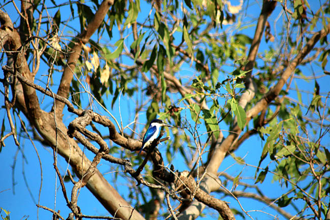 Australien - Northern Territory - Bamurru Plains