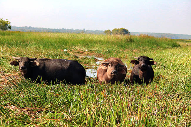 Australien - Northern Territory - Bamurru Plains