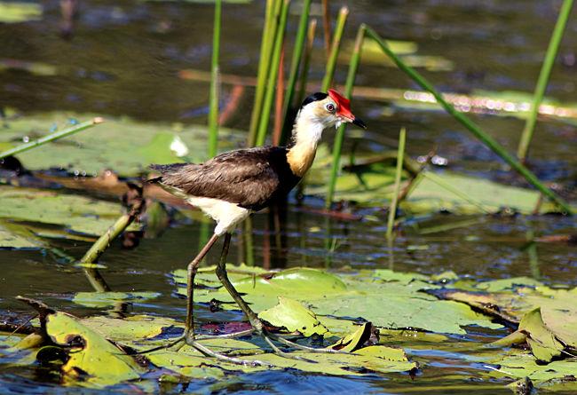 Australien - Northern Territory - Bamurru Plains