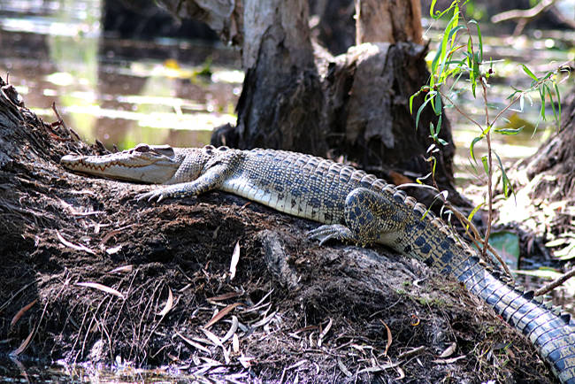 Australien - Northern Territory - Bamurru Plains