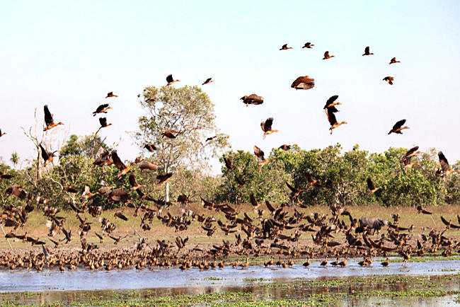 Australien - Northern Territory - Bamurru Plains