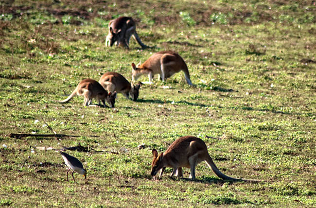 Australien - Northern Territory - Bamurru Plains