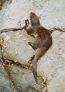 Australien / Canberra / Otter im Zoo