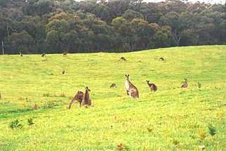 Australien / Känguru