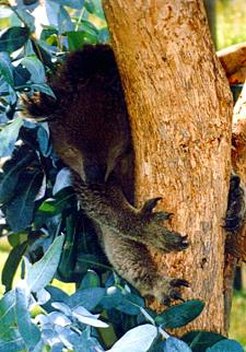 Australien / Koala