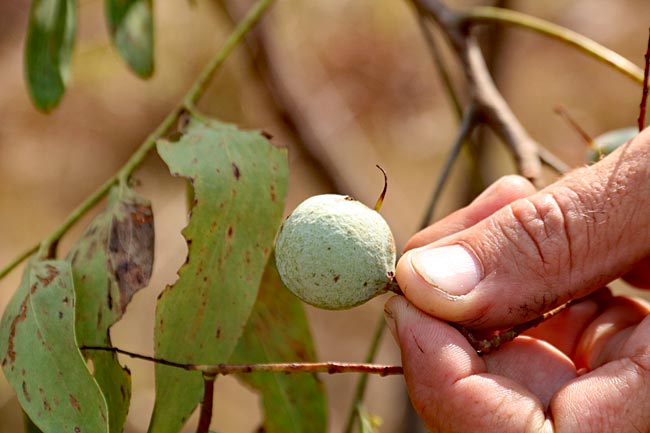 Australien - Litchfield Nationalpark