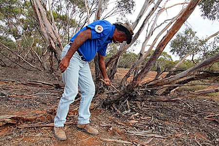 Australien - Auf der Suche nach Termiten im Baum: Graham Clarke kennt die Pflanzen und Tiere in der halbtrockenen Wüste