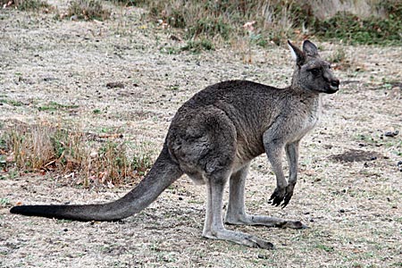 Australien - Lassen sich nicht stören: Kängurus im Halls Gap Lakeside Tourist Park