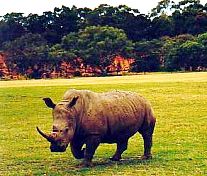 Australien / Rhino
