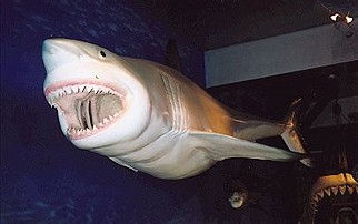 Australien / White Shark