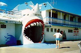 Australien / Shark Show