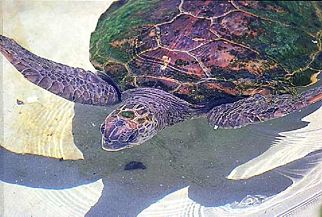 Australien / Wasserschildkröte