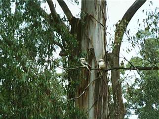 Australien / Kookaburras