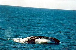 Australien / Buckelwal